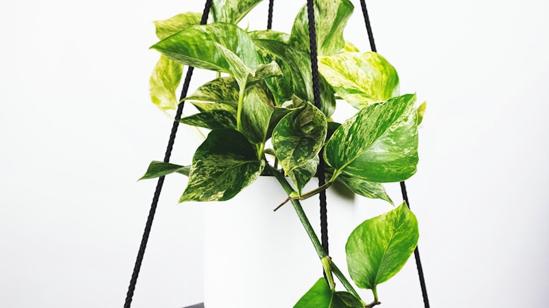 上海申花与上海海港足球比赛激烈对抗场景